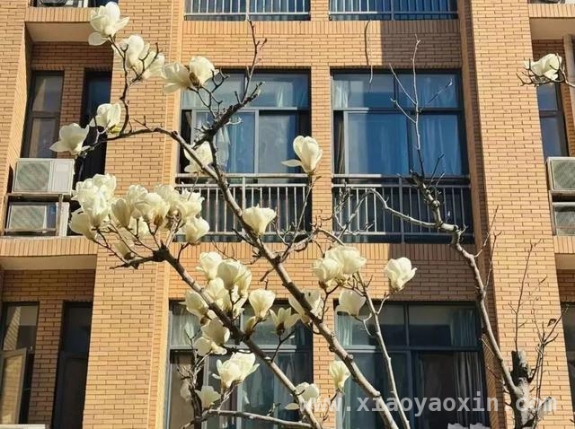 跟随镜头，探寻校园“花花”世界