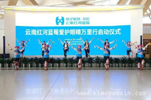 红河蓝莓产业腾飞，万里行活动助力乡村振兴！ “蓝莓护眼之旅”开启，红河蓝莓魅力绽放！