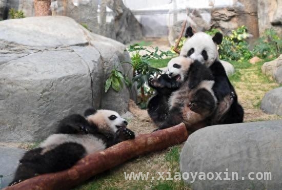 萌动香江！“港产”大熊猫龙凤胎与妈妈正式同框亮相，超萌来袭！香港海洋公园“港产”熊猫龙凤胎合体见公众