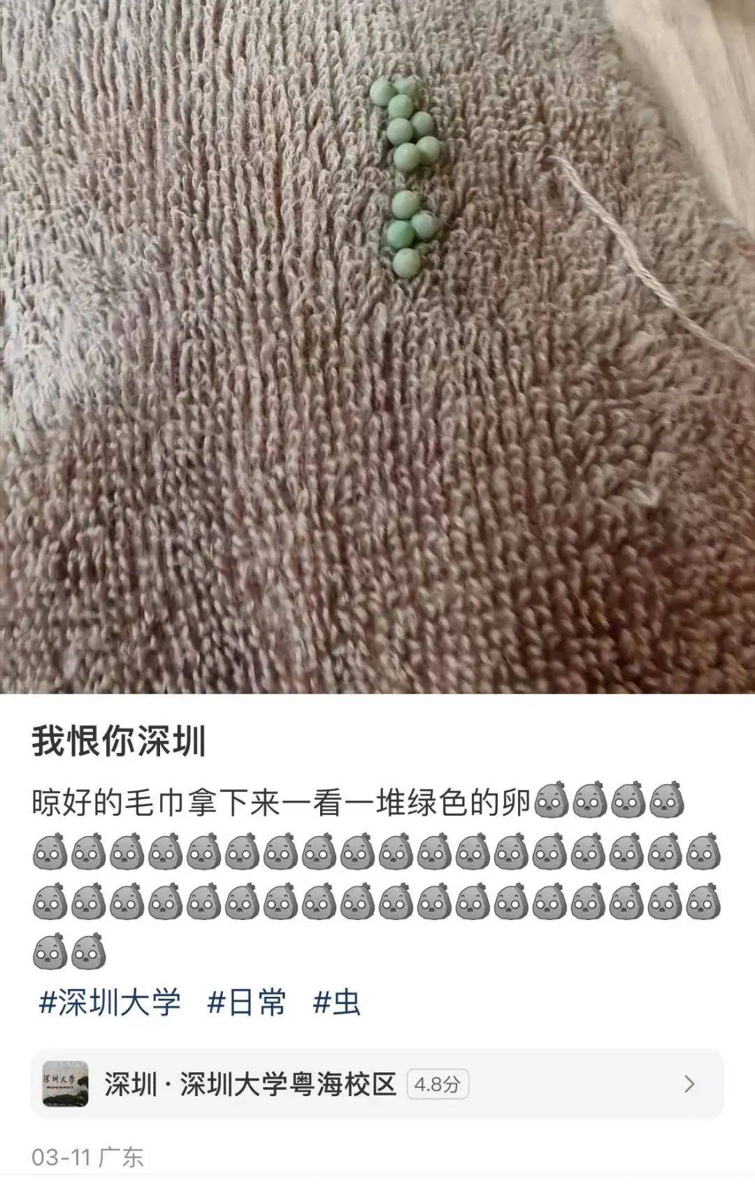 深圳升温虫子活跃，收衣小心臭虫卵！