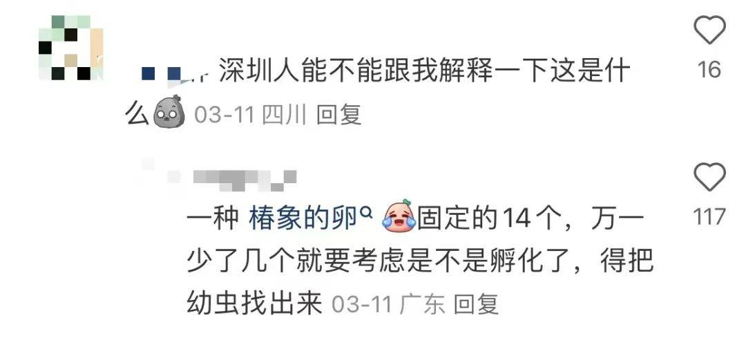 深圳升温虫子活跃，收衣小心臭虫卵！