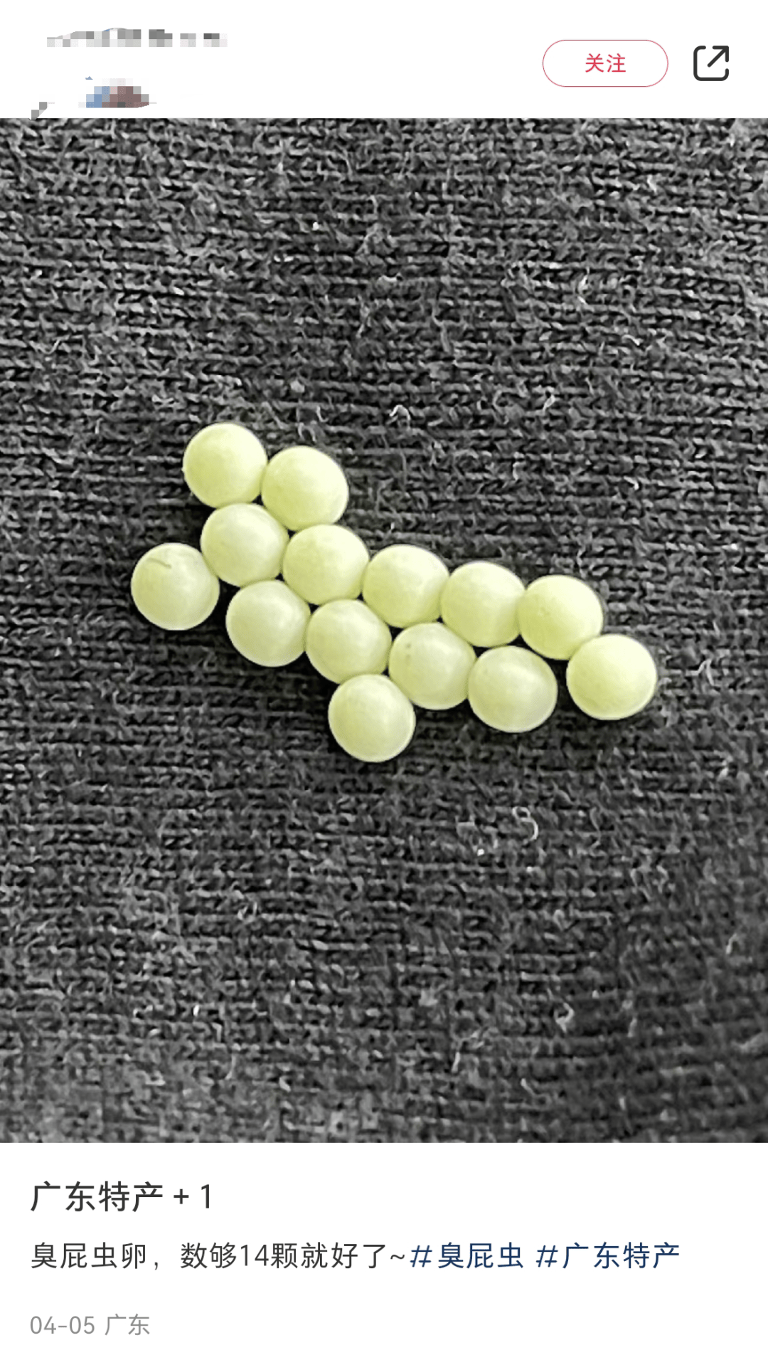 深圳升温虫子活跃，收衣小心臭虫卵！
