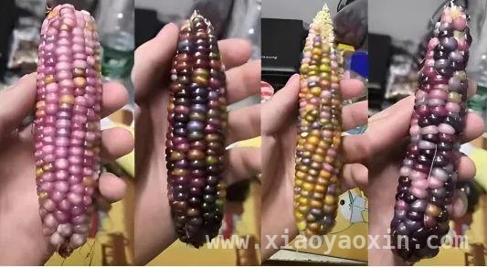 新鲜玉米难保存？加工玉米的选购秘籍来了