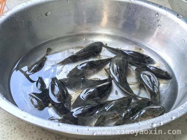 金山鲈鼓：油菜花开时节的舌尖记忆