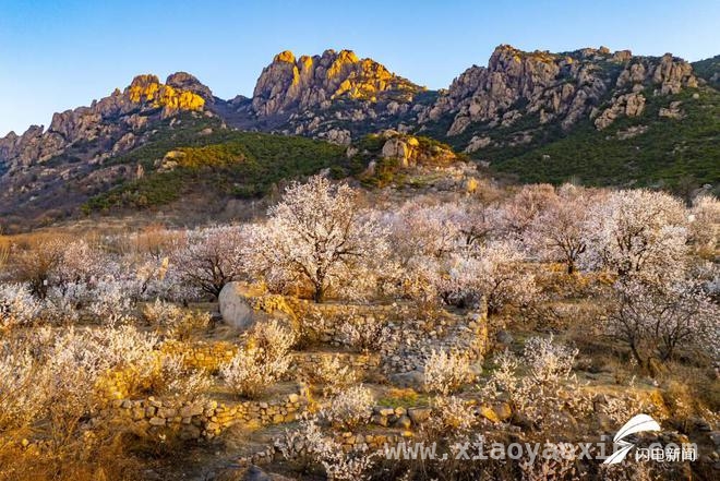 樱桃花开，五莲大旺村奏响乡村文旅发展新乐章