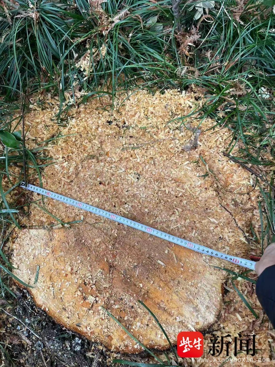 小区树木过度修剪引众怒，后续处理何去何从？，朗诗国际街区：树木修剪风波待解