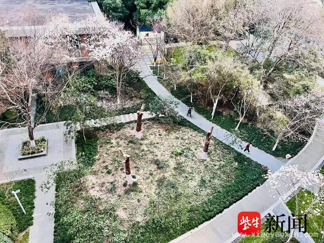 小区树木过度修剪引众怒，后续处理何去何从？，朗诗国际街区：树木修剪风波待解
