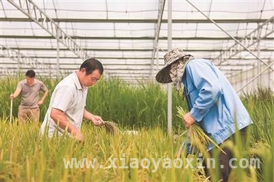 AI邂逅种子：智慧育种为“中国粮”注入新活力