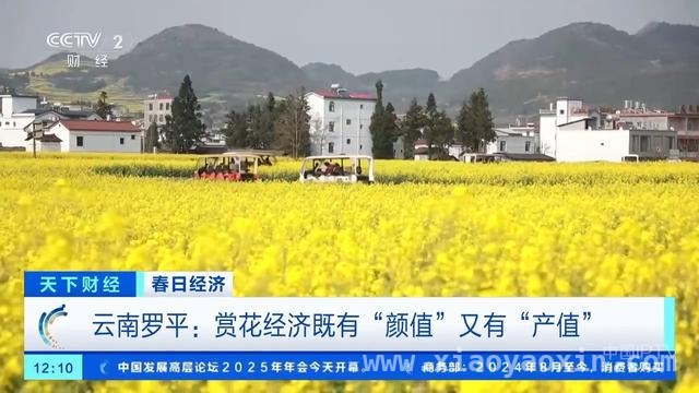 罗平百万亩油菜花盛开，“赏花经济”带动多方增收