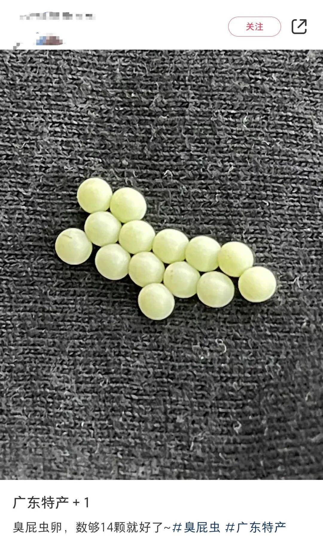 广东网友晾晒衣物遇绿色虫卵，如何应对有妙招！