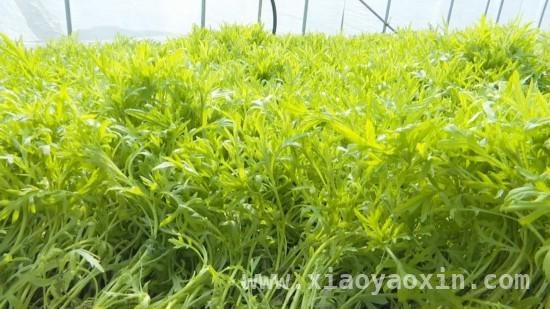 阳春三月怀远芦蒿丰收，产业致富前景好
