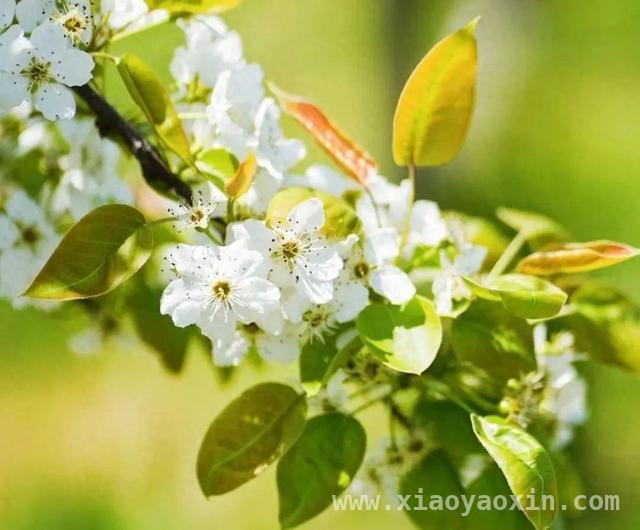 毛桥村愚农庄园梨花绽放，共赴春日狂欢之约，愚农庄园梨花会，多重活动带你嗨翻春日