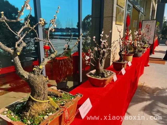 毛桥村愚农庄园梨花绽放，共赴春日狂欢之约，愚农庄园梨花会，多重活动带你嗨翻春日