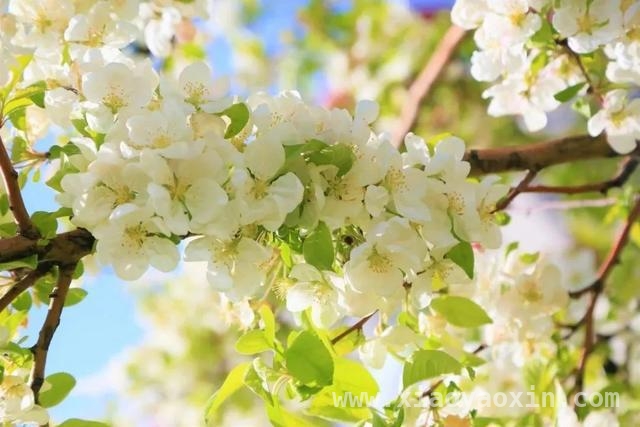 毛桥村愚农庄园梨花绽放，共赴春日狂欢之约，愚农庄园梨花会，多重活动带你嗨翻春日
