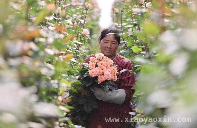 探秘云南花卉产业：成功秘诀与发展启示
