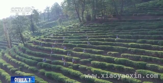 春茶开采正当时，多地市场与茶园齐焕生机，全国春茶交易升温，智慧茶园亮点频现