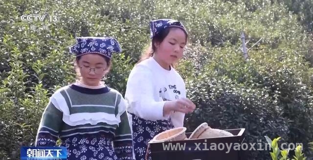 春茶开采正当时，多地市场与茶园齐焕生机，全国春茶交易升温，智慧茶园亮点频现