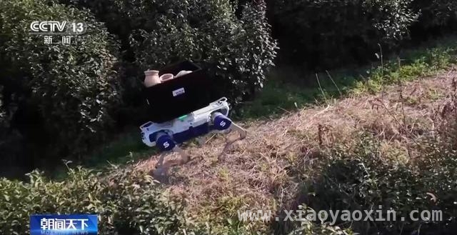 春茶开采正当时，多地市场与茶园齐焕生机，全国春茶交易升温，智慧茶园亮点频现