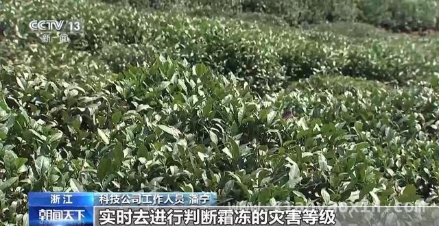 春茶开采正当时，多地市场与茶园齐焕生机，全国春茶交易升温，智慧茶园亮点频现