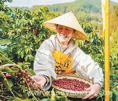 云南咖啡：以独特风味征服全球味蕾