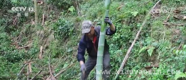 从嫩竹到珍宝：铅山连四纸的奇妙蜕变，铅山连四纸：传统手工技艺的时光密码