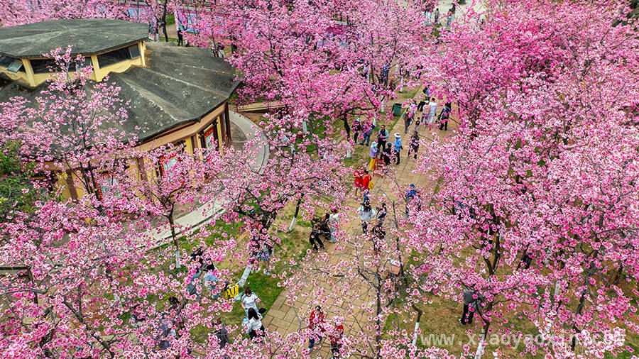 2025春日旅游热潮来袭，你准备好了吗？，春日出行指南：邂逅最美春光