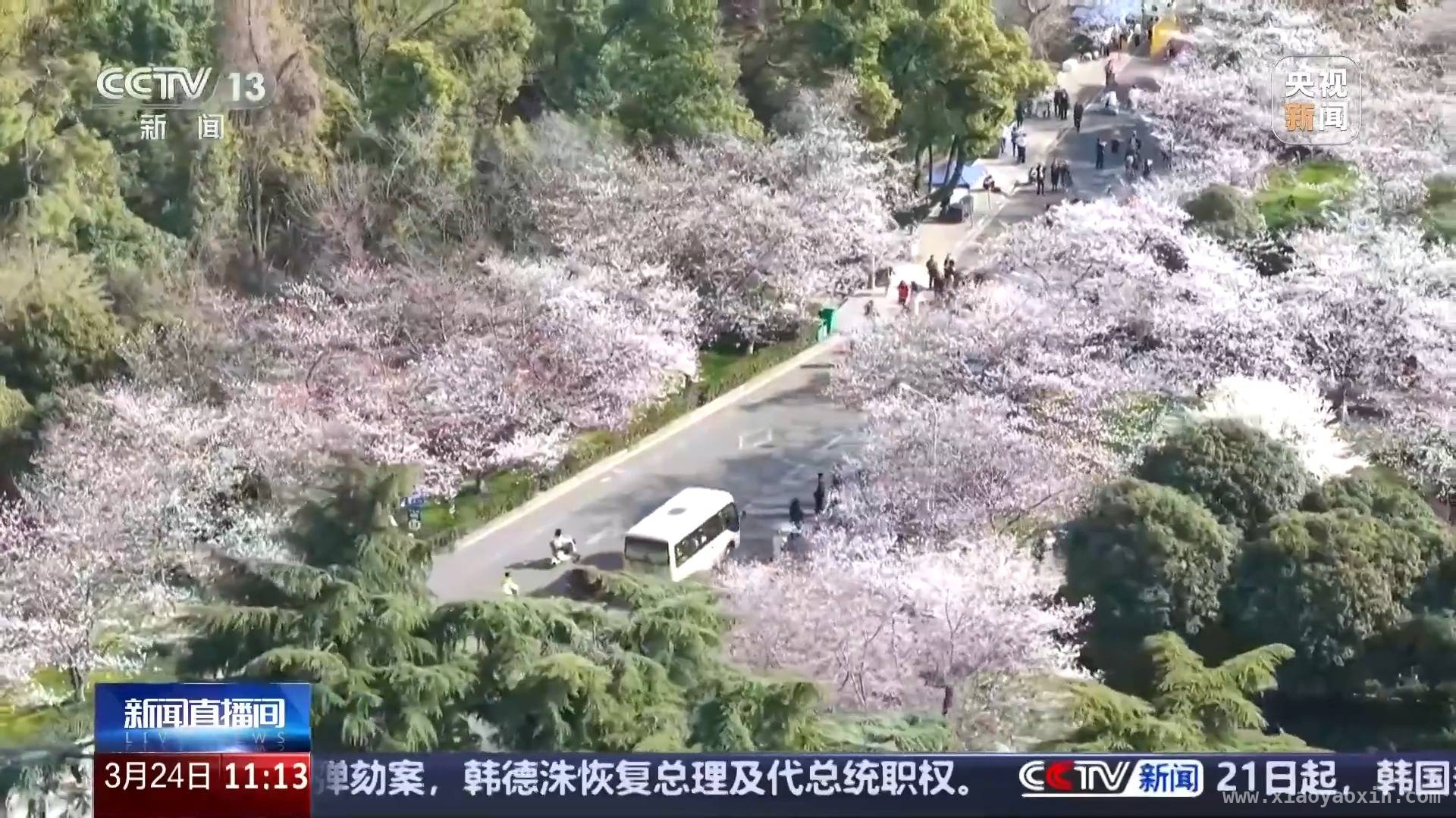 清明出游新趋势，短途赏花游火爆来袭
