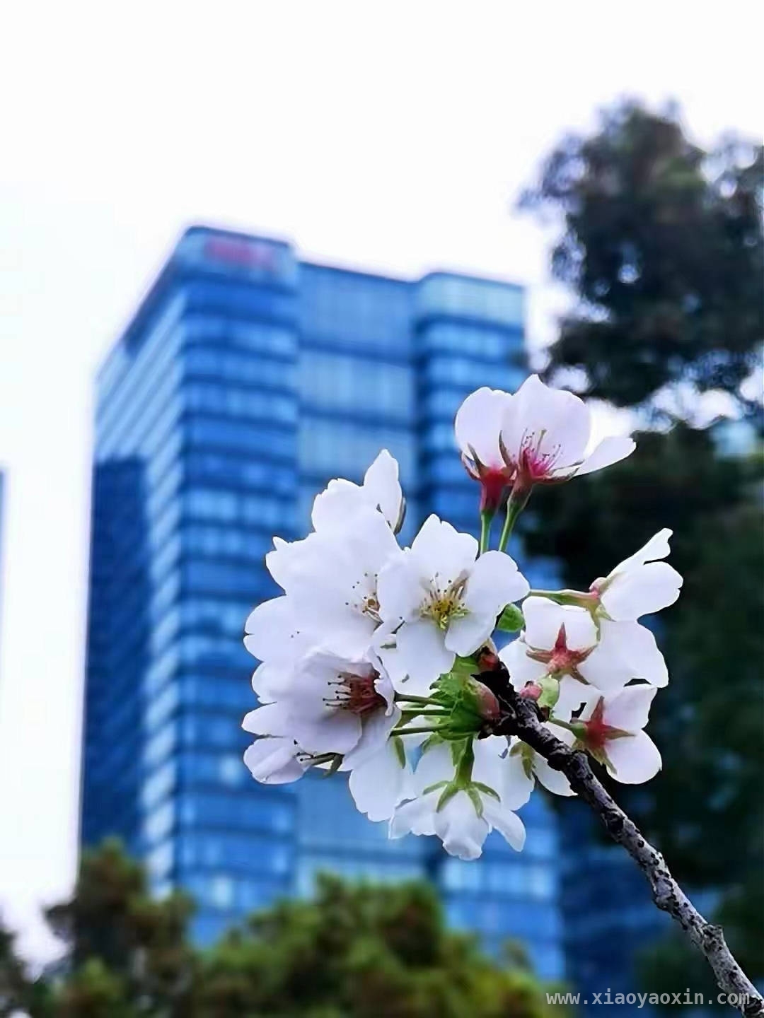 杭州春日：繁花中的浪漫与哲思