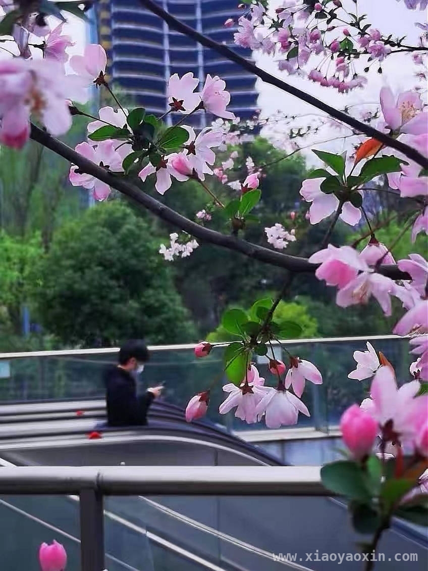 杭州春日：繁花中的浪漫与哲思