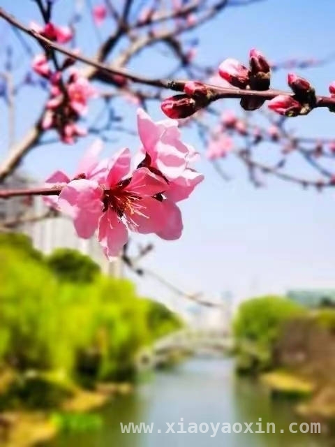 杭州春日：繁花中的浪漫与哲思