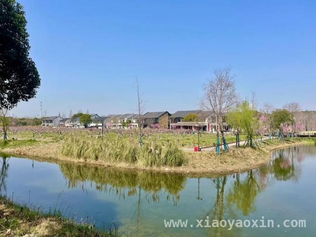 从“水净”到“水清”，上海河湖水体清澈度提升试点启动，上海河湖“美颜升级”：提升水体清澈度，还百姓清澈之美