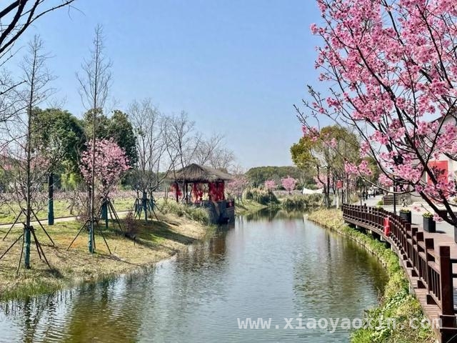 从“水净”到“水清”，上海河湖水体清澈度提升试点启动，上海河湖“美颜升级”：提升水体清澈度，还百姓清澈之美