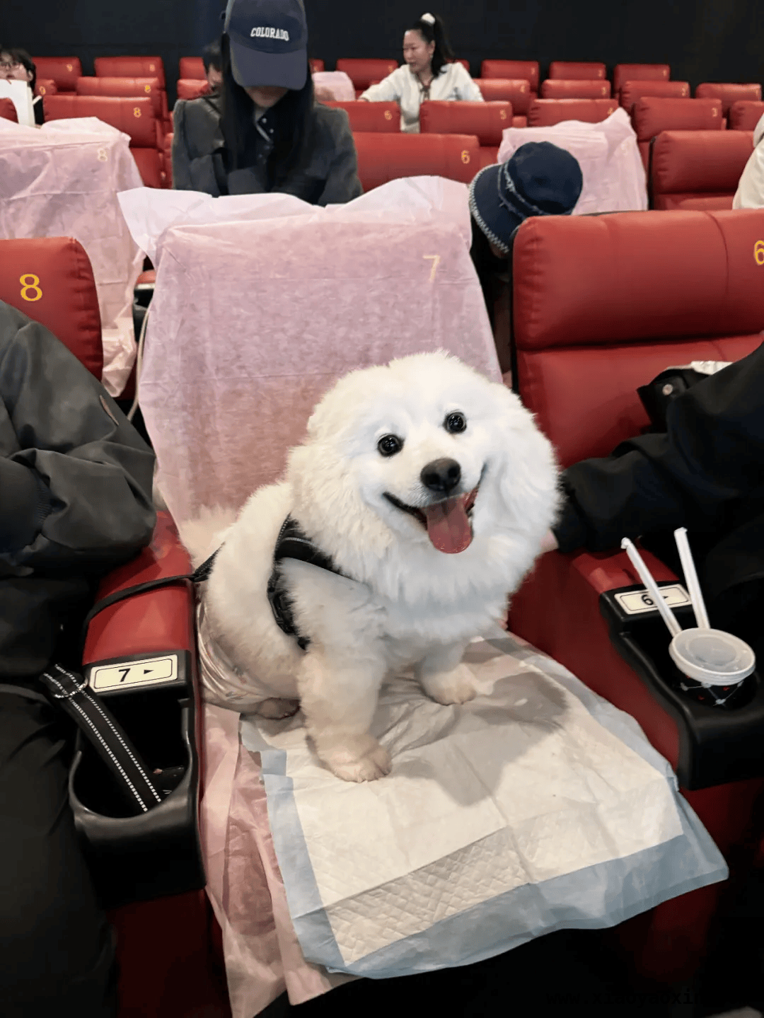 奥斯卡金融岛影城宠物专场观影活动，萌宠观影温馨回顾，宠物专场观影活动，奥斯卡影城让毛孩子感受电影魅力