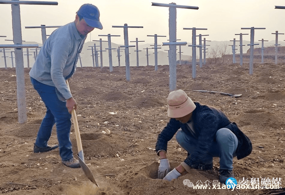 春到新阳镇：葡萄产业改造升级，引领乡村振兴新征程，麦积区新阳镇：葡萄产业焕新，奏响乡村振兴新乐章