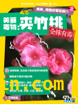 春日赏花暗藏危机！跟花拍照千万别做这事 阳春三月繁花美，赏花安全要牢记