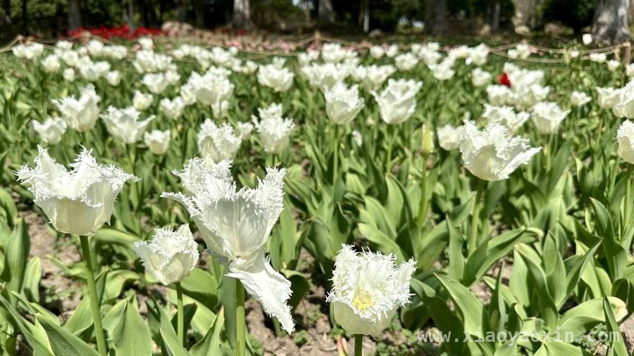 老牌花展22年热度不减，临港花港新玩法等你来体验