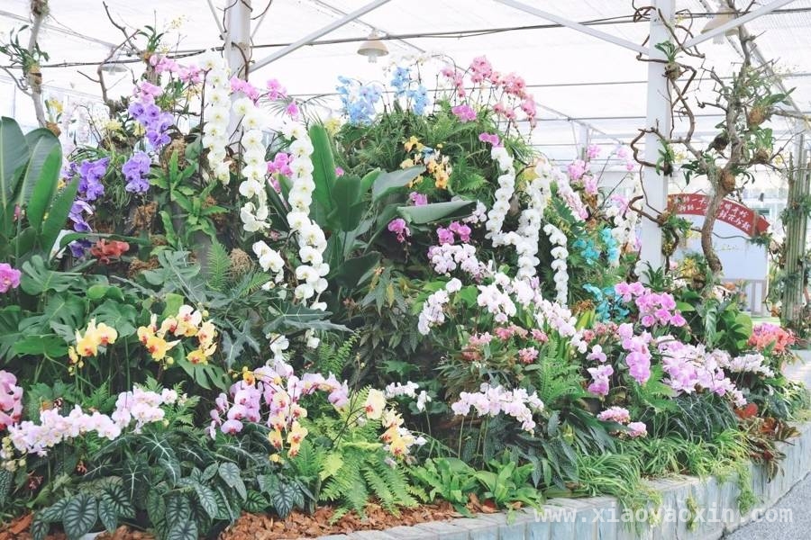 老牌花展22年热度不减，临港花港新玩法等你来体验