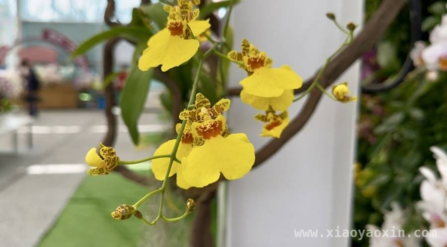 老牌花展22年热度不减，临港花港新玩法等你来体验