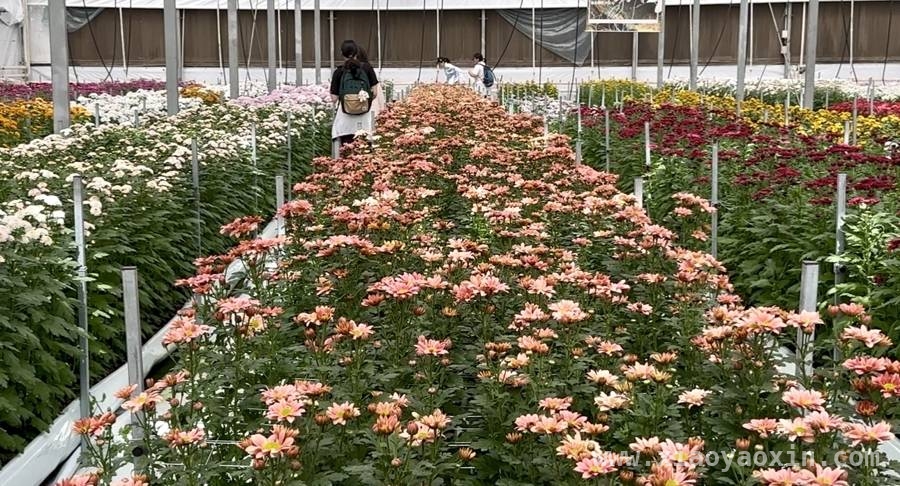 老牌花展22年热度不减，临港花港新玩法等你来体验
