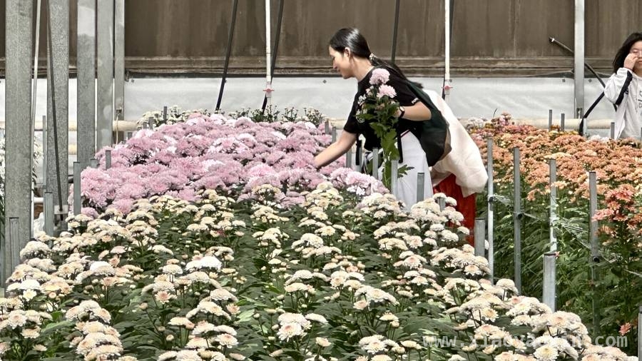老牌花展22年热度不减，临港花港新玩法等你来体验