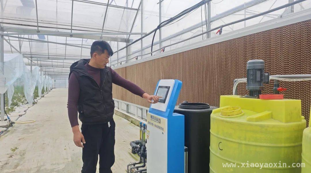 通州番茄产业：从田间到餐桌的品质之旅，走进通州：看特色番茄如何走上市民餐桌