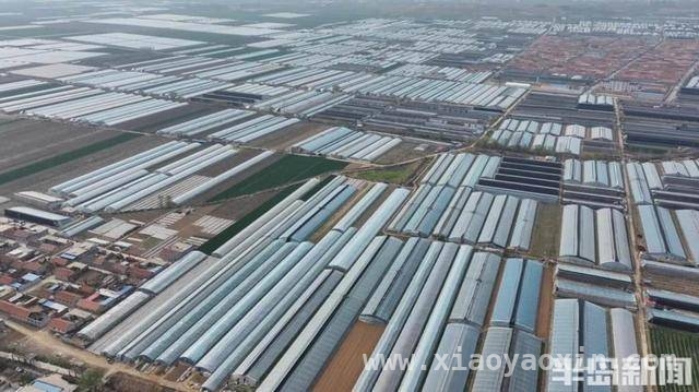 莱西葡萄抢“鲜”上市，果农笑迎丰收季，山东莱西葡萄提前上市，产业红利惠及果农