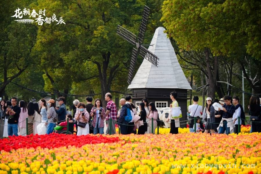 邂逅静安花朝节，领略郁金香的万种风情，2025静安花朝节，郁金香盛放绘就春日盛景