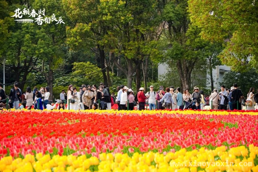 邂逅静安花朝节，领略郁金香的万种风情，2025静安花朝节，郁金香盛放绘就春日盛景