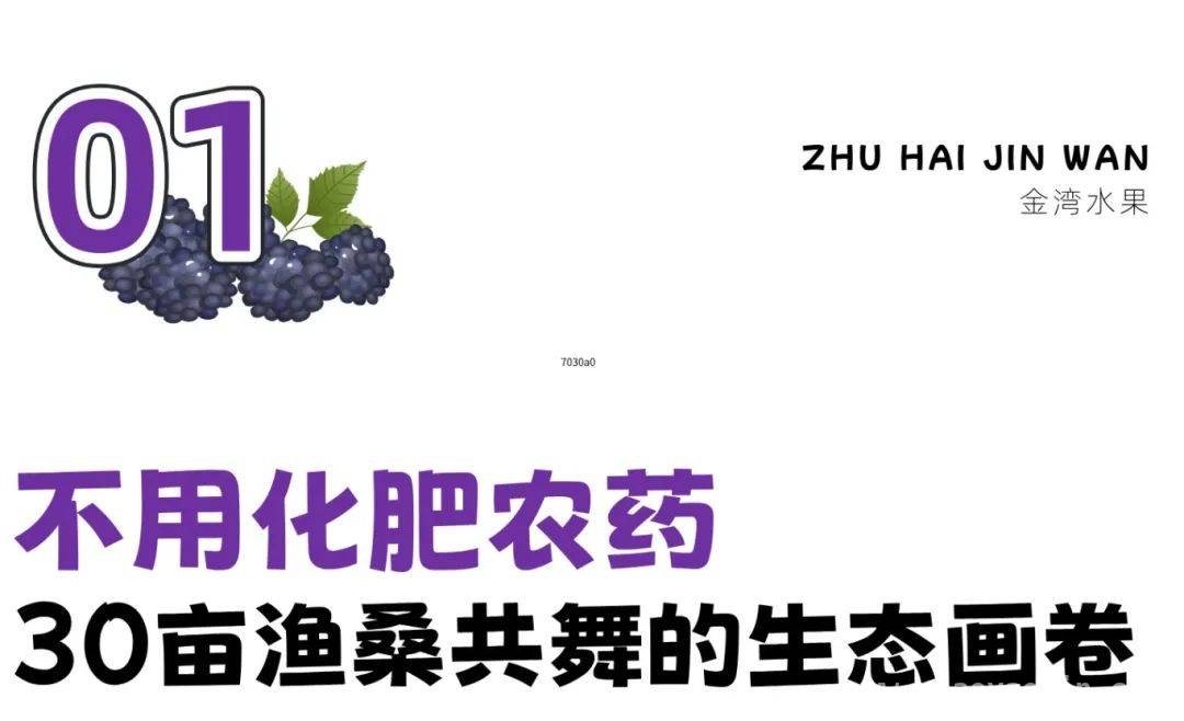 金湾桑葚飘香，融合农耕与生态的春日盛宴等你赴约，跟着小金，在金湾感受采摘金蜜桑果的无限欢乐