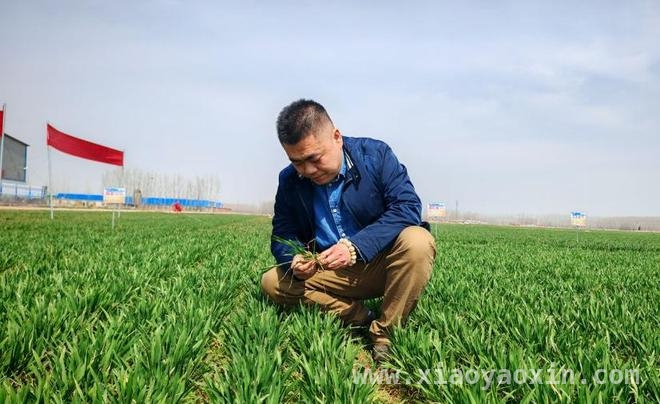 密州种业范云飞：突破困境，培育良种保障粮食安全