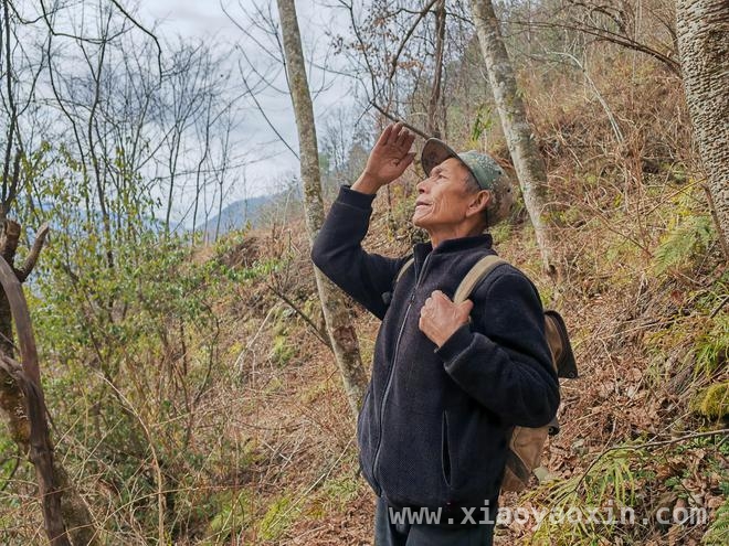 古稀老人风雨无阻守护滇金丝猴，共筑生态家园，科技助力，滇金丝猴在白马雪山迎来美好明天