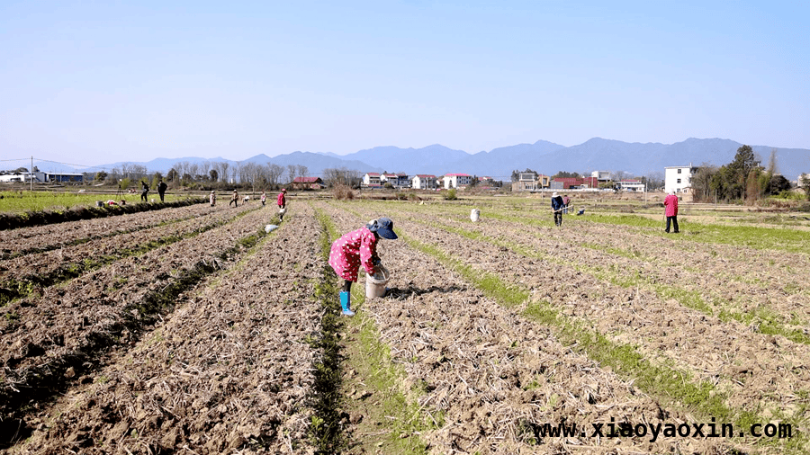 沙背甸村香芋产业：从默默无闻到乡村振兴典范