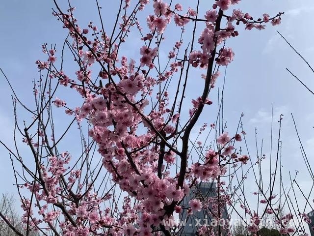 上海中山东二路：繁花似锦绘就春日画卷