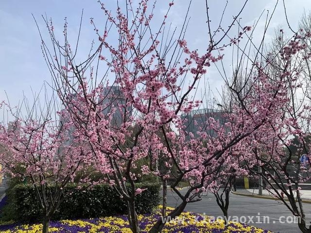 上海中山东二路：繁花似锦绘就春日画卷